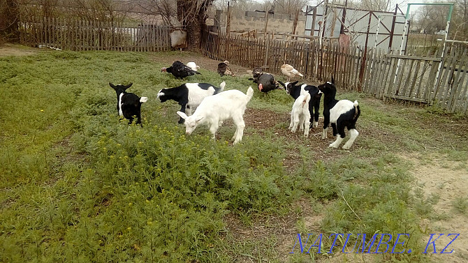 Козлики альпиские козы продается а так же козлики есть варианты Жетыген - изображение 3
