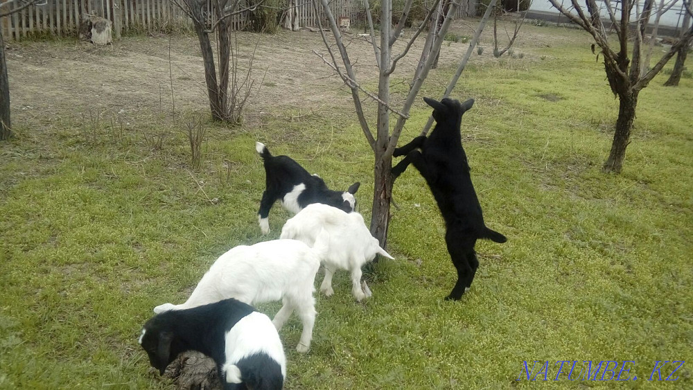 Goats alpine goats for sale as well as goats there are options Жетыген - photo 4