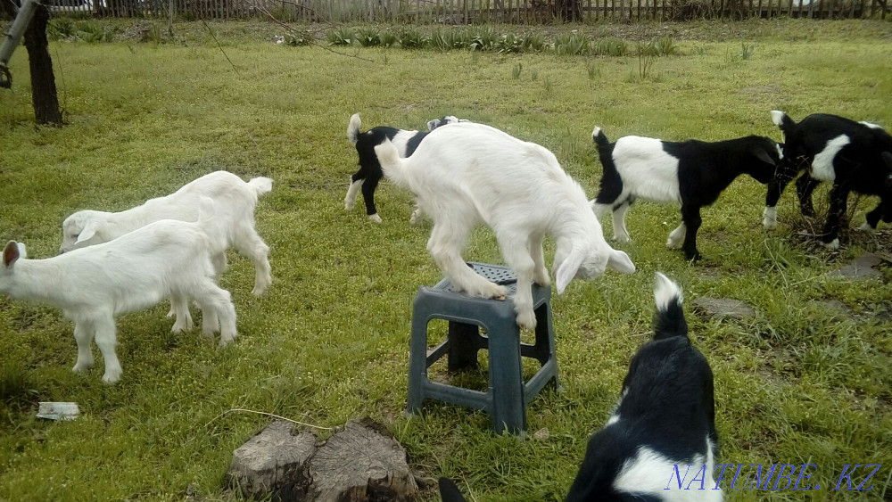 Goats alpine goats for sale as well as goats there are options Жетыген - photo 2