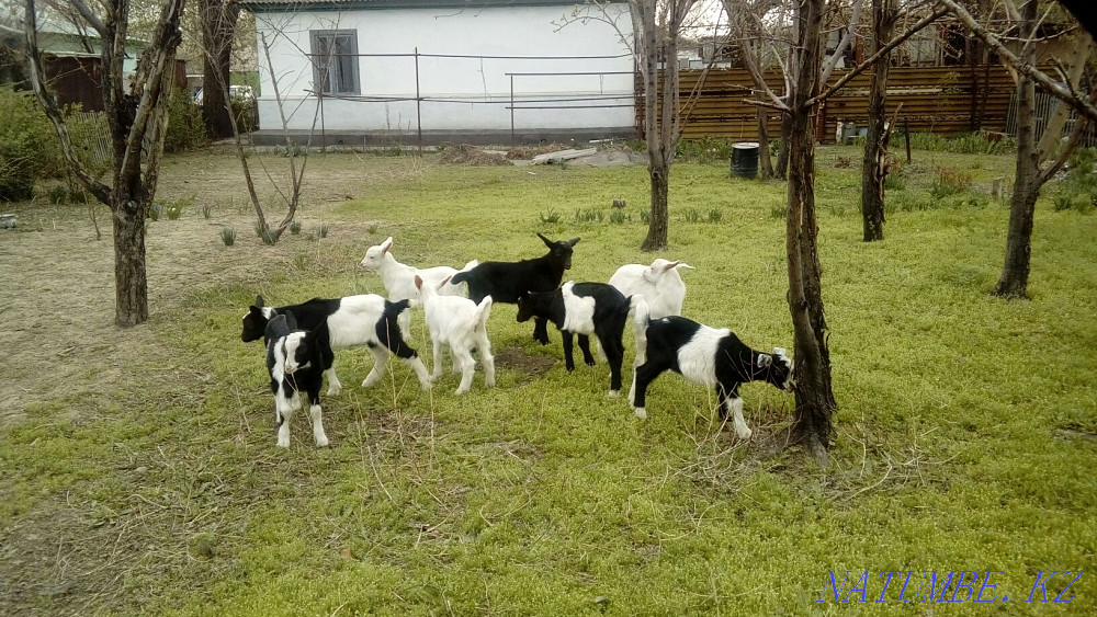 Goats alpine goats for sale as well as goats there are options Жетыген - photo 1