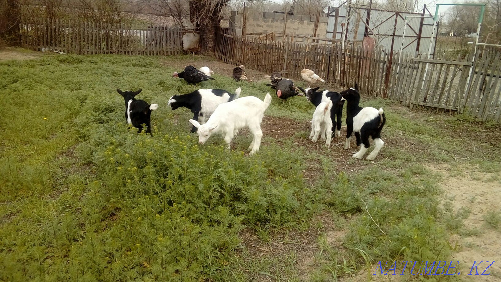 Goats alpine goats for sale as well as goats there are options Жетыген - photo 3