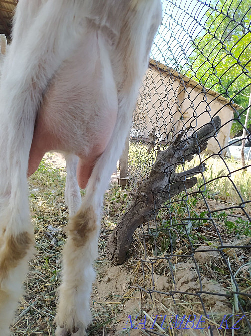 Ешкі, Занен тұқымы  - изображение 2