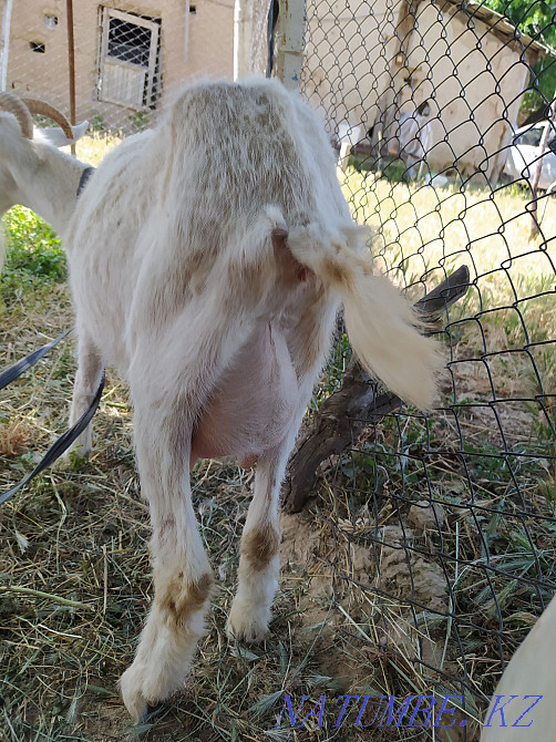 Ешкі, Занен тұқымы  - изображение 4