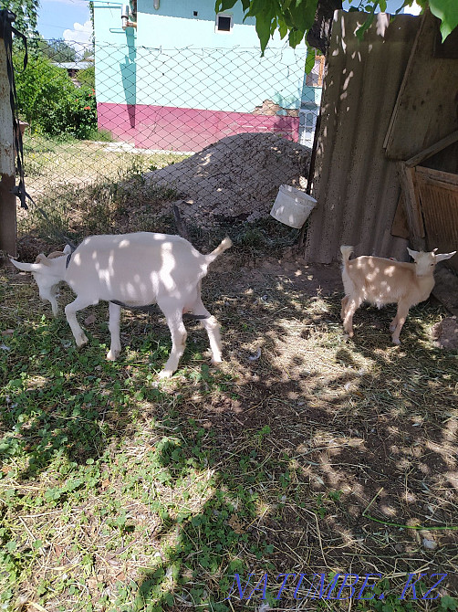 Ешкі, Занен тұқымы  - изображение 1