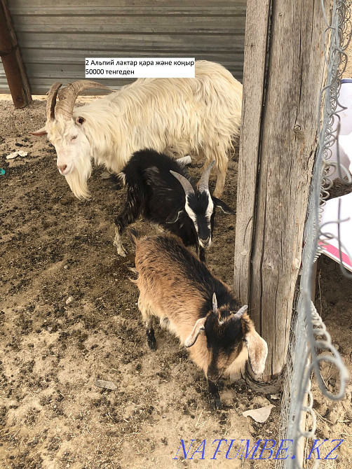 Ешкілер сатылады. Продаются козы. Актау - изображение 1