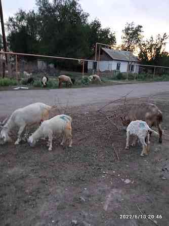 Коза с козлятами продается срочно Almaty