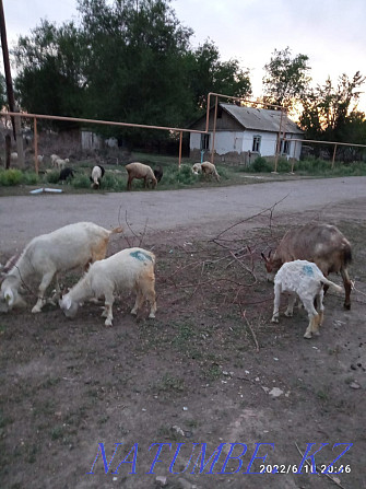 Коза с козлятами продается срочно Алматы - изображение 1