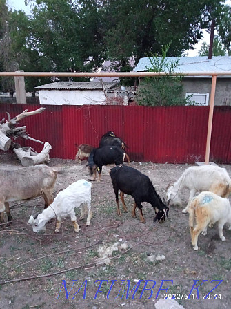 Коза с козлятами продается срочно Алматы - изображение 2