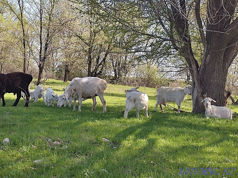 Dairy Goats. Gives milk well. sauyndy eshkiler satyladi  - photo 4