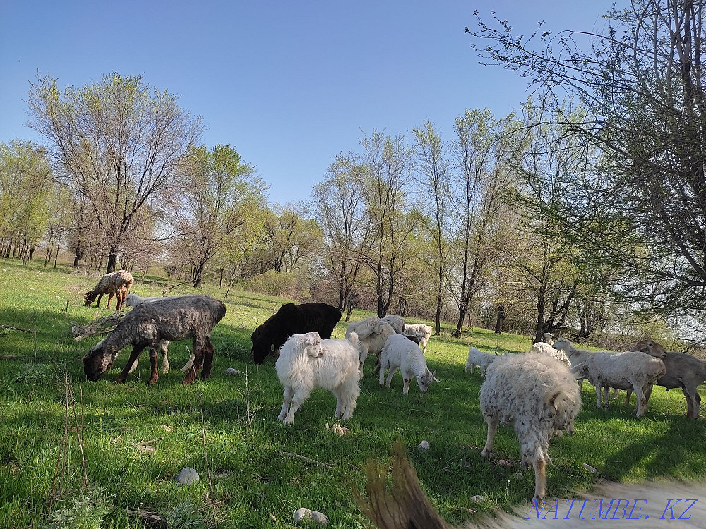 Dairy Goats. Gives milk well. sauyndy eshkiler satyladi  - photo 2