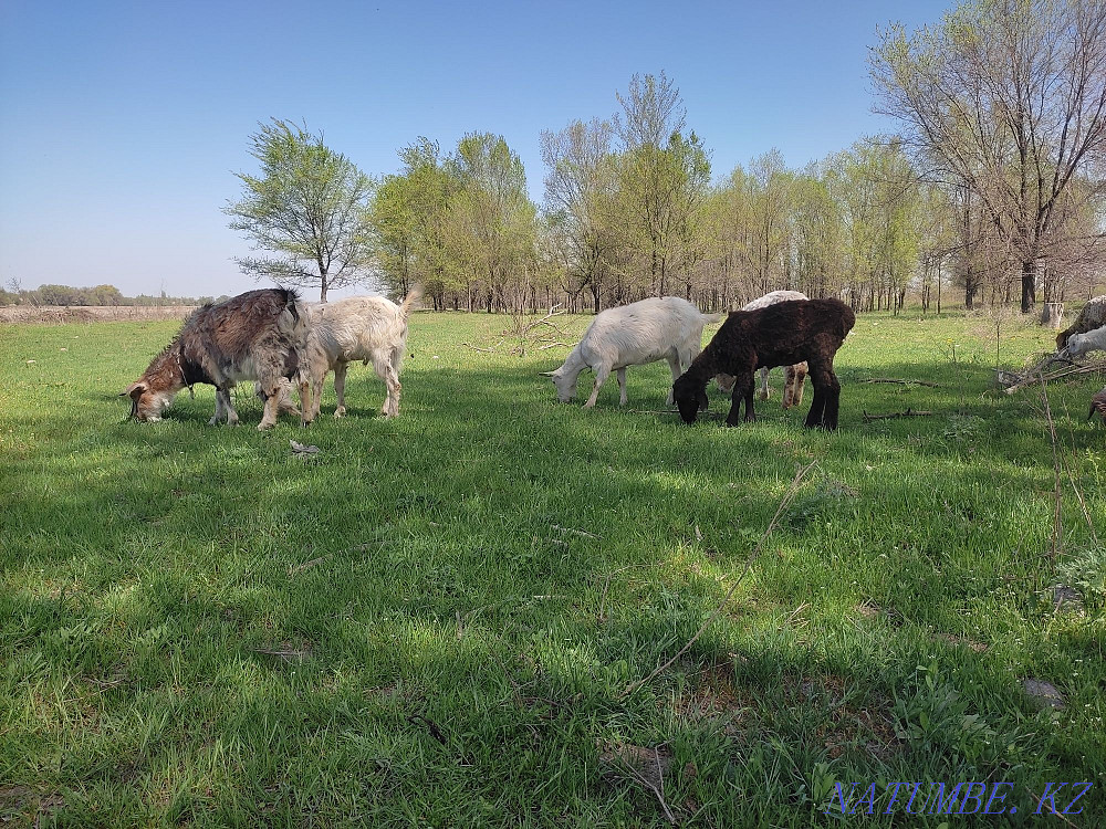 Dairy Goats. Gives milk well. sauyndy eshkiler satyladi  - photo 1