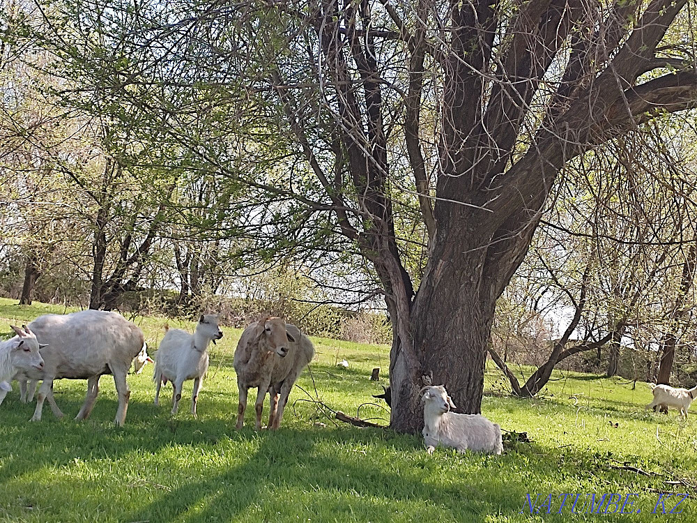 Dairy Goats. Gives milk well. sauyndy eshkiler satyladi  - photo 3