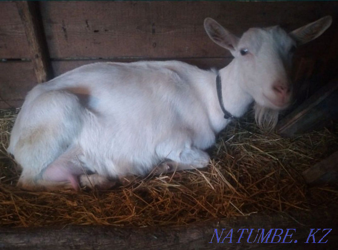 Goats wholesale dairy breed Astana - photo 3