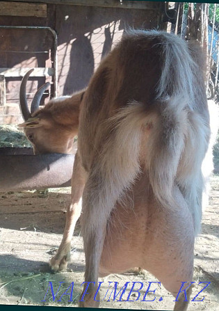 Goats wholesale dairy breed Astana - photo 1