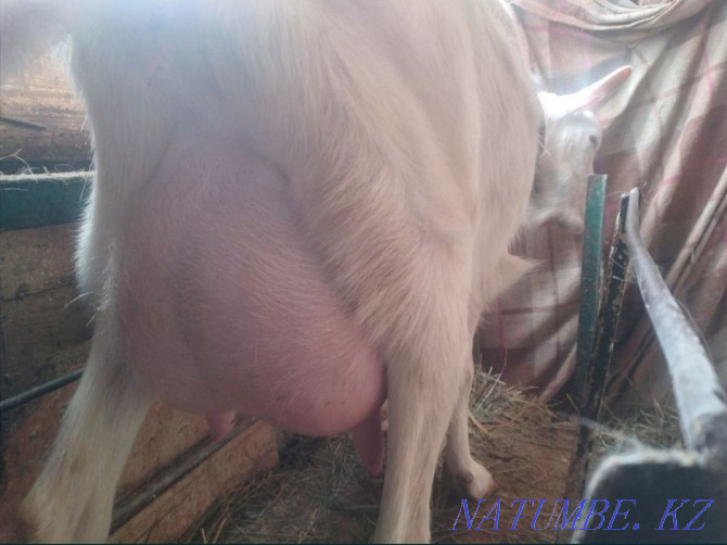 Goats wholesale dairy breed Astana - photo 4