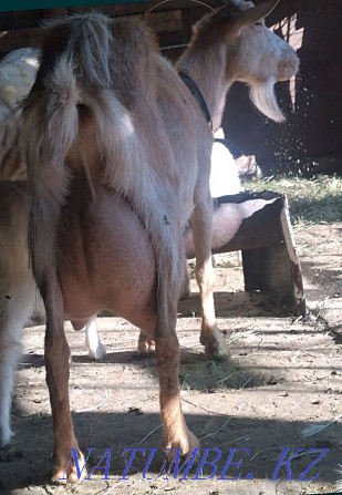 Goats wholesale dairy breed Astana - photo 2