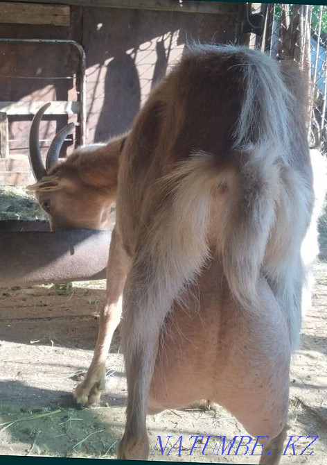 Goats wholesale dairy breed Astana - photo 1