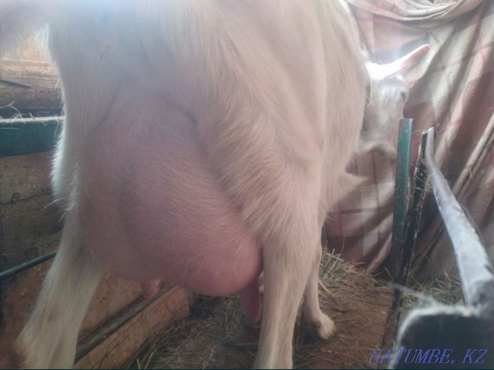 Goats wholesale dairy breed Astana - photo 4