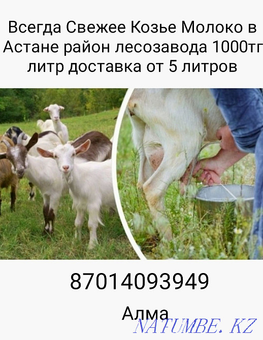 Goat milk in Astana Astana - photo 1