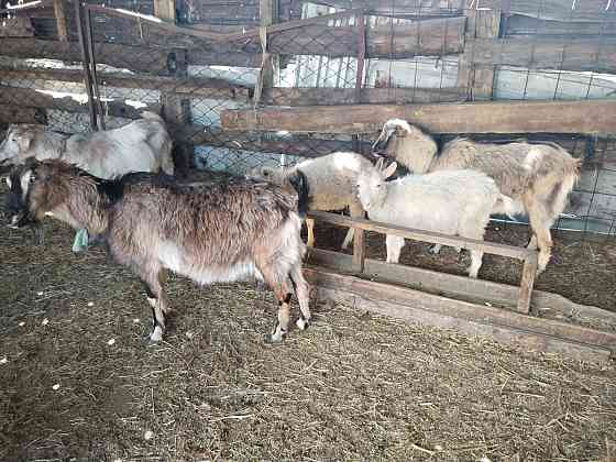 Зааненские и альпийские молочные козы Astana