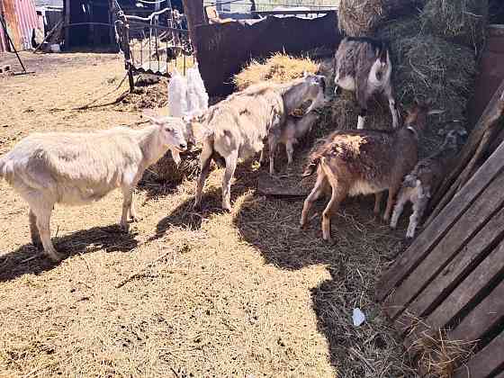 Зааненские и альпийские молочные козы  Астана