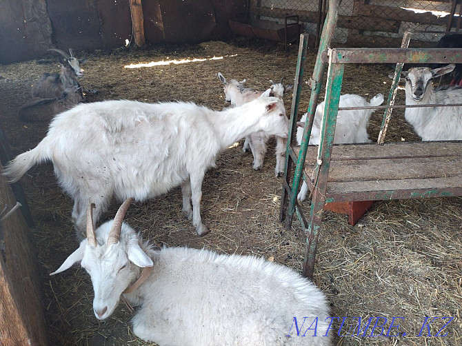 Saanen and Alpine dairy goats Astana - photo 3