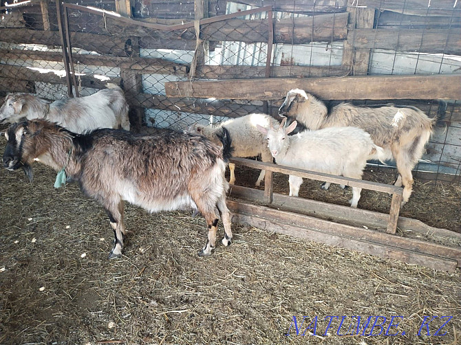 Saanen and Alpine dairy goats Astana - photo 1