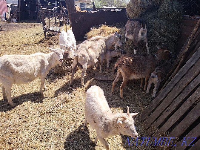 Saanen and Alpine dairy goats Astana - photo 2
