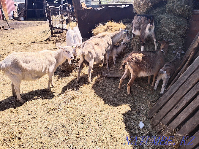 Saanen and Alpine dairy goats Astana - photo 4