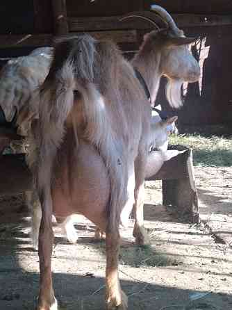 Зааненские молочные козы Astana