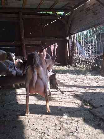 Зааненские молочные козы Astana