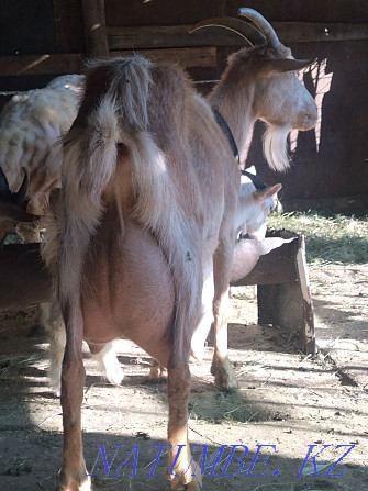 Saanen dairy goats Astana - photo 1