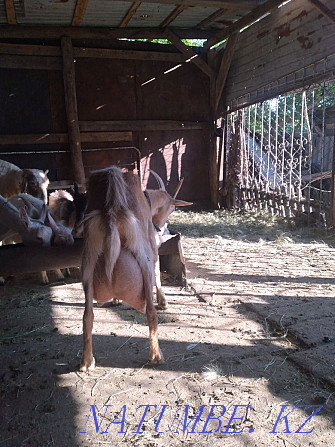 Saanen dairy goats Astana - photo 2