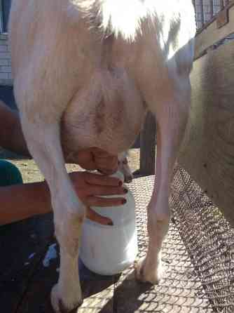 Зааненские молочные дойные козы Astana