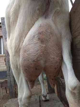Зааненские молочные дойные козы  Астана
