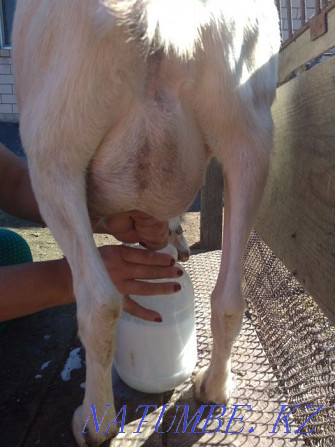 Зааненские молочные дойные козы Астана - изображение 3