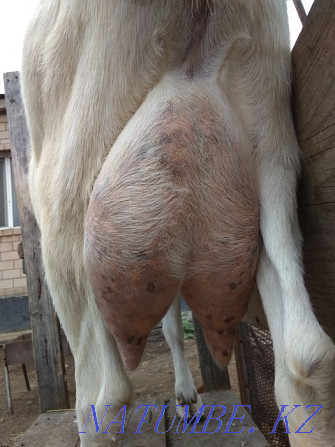 Зааненские молочные дойные козы Астана - изображение 1