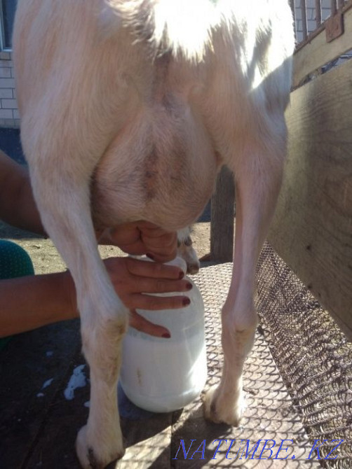 Саанен сүтті ешкілері  Астана - изображение 3