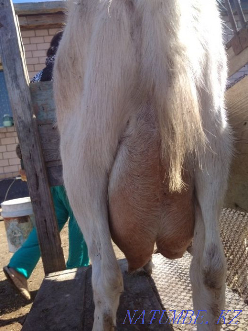 Саанен сүтті ешкілері  Астана - изображение 2