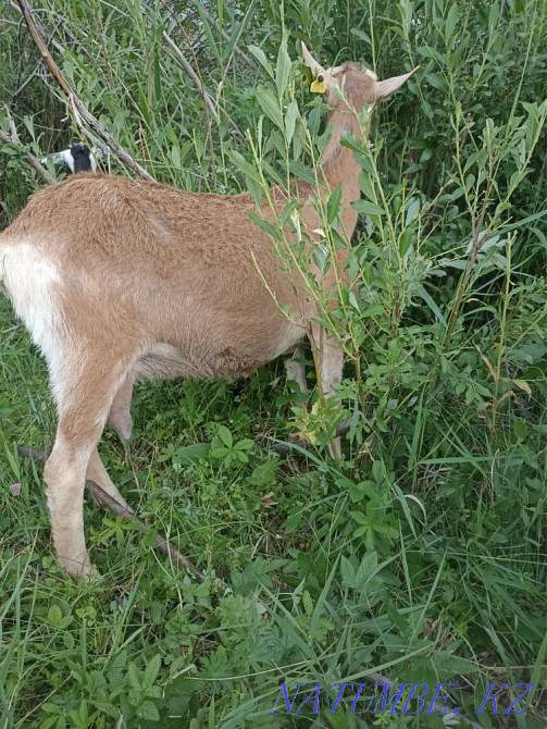 Мен ешкі сатамын  Алматы - изображение 2