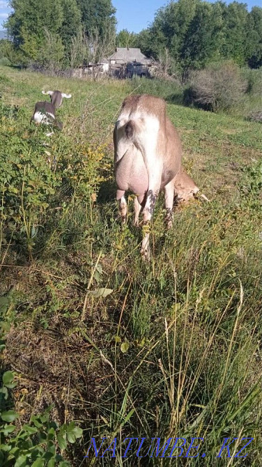 Мен ешкі сатамын  Алматы - изображение 3