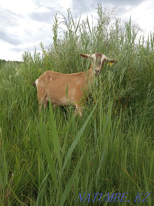 Мен ешкі сатамын  Алматы - изображение 1