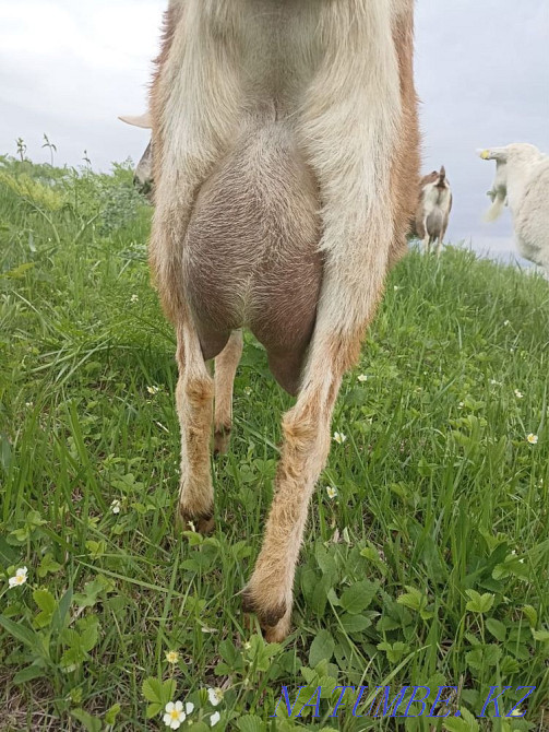 Мен ешкі сатамын  Алматы - изображение 4