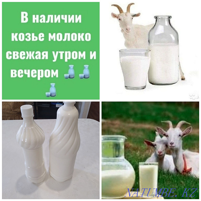 Goat milk from Zaanes dairy goats Astana - photo 1