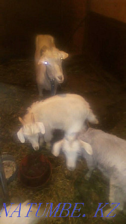 I will sell a family of goats price is negotiable Petropavlovsk - photo 2