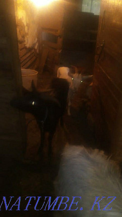 I will sell a family of goats price is negotiable Petropavlovsk - photo 1