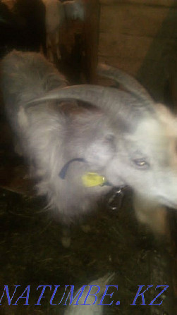I will sell a family of goats price is negotiable Petropavlovsk - photo 3