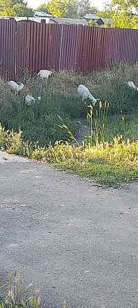 Ешки коза заненский таза сутти ешки лактар сатылады.шымкентте Нурмухамеда Есентаева