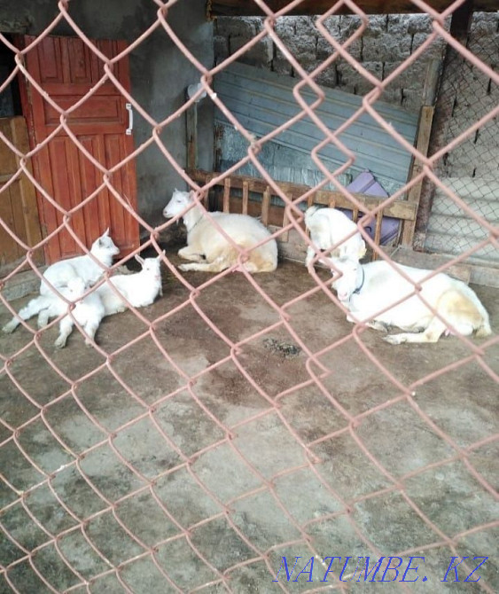 Ешки коза заненский таза сутти ешки лактар сатылады.шымкентте Нурмухамеда Есентаева - изображение 1