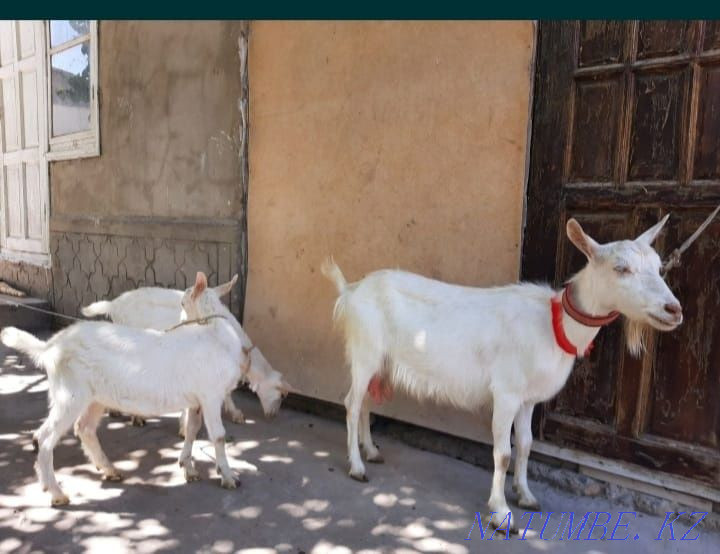 Ешки коза заненский таза сутти ешки лактар сатылады.шымкентте Нурмухамеда Есентаева - изображение 4